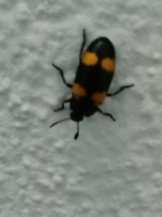 Episcapha quadrimacula