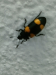 Episcapha quadrimacula