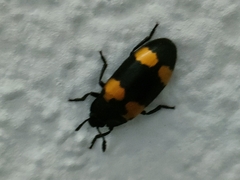 Episcapha quadrimacula