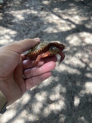 Rhinoclemmys pulcherrima pulcherrima