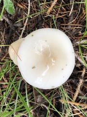 Zhuliangomyces