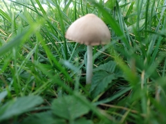 Conocybe apala