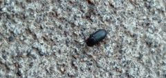 Blapstinus discolor