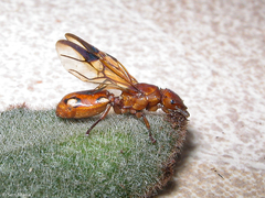 Cephalotes