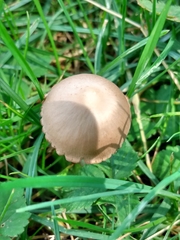Conocybe apala