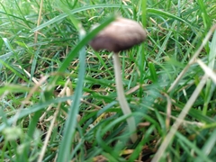 Conocybe apala
