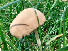 Conocybe apala