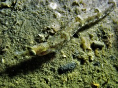 Syngnathidae
