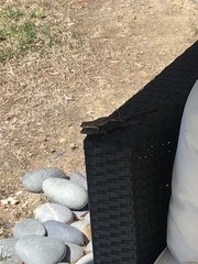 Sceloporus occidentalis