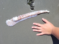 Enteroctopus dofleini