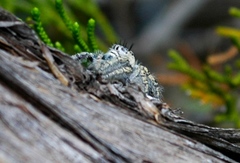 Phidippus mystaceus