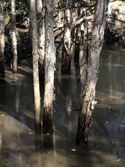 Melaleuca quinquenervia