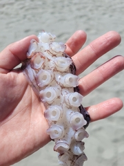 Enteroctopus dofleini