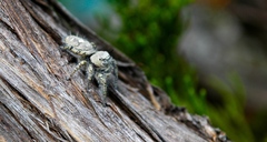 Phidippus mystaceus