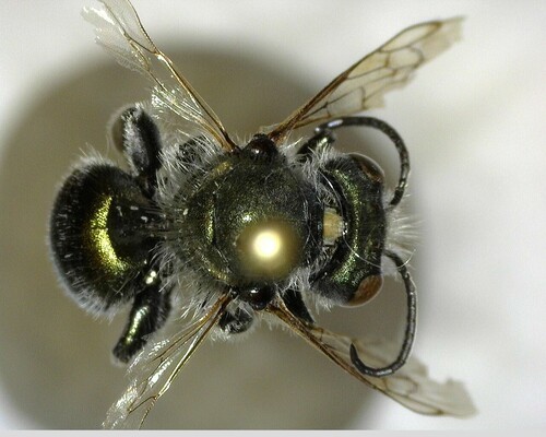 iNaturalist observation photo of Mason Bees