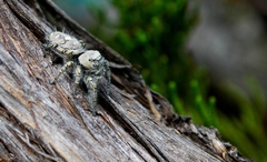 Phidippus mystaceus