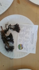 Thelephora scissilis