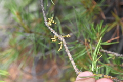 Arceuthobium americanum