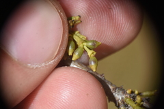 Arceuthobium americanum