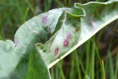 Venturia rumicis