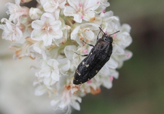 Acmaeodera angelica