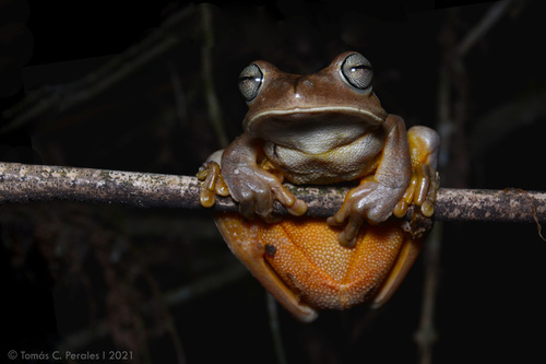 Smith Frog, Boana faber