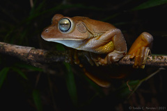 Blacksmith Tree Frog photo 5