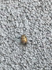 Hippodamia convergens