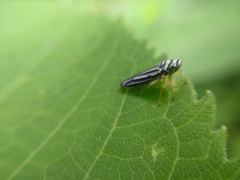 Graphocephala flavovittata
