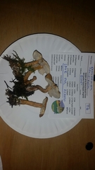 Cystodermella adnatifolia