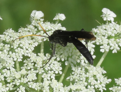 Ichneumon centrator