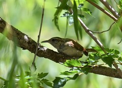 Thryothorus ludovicianus