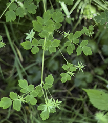 Thalictrum sparsiflorum richardsonii