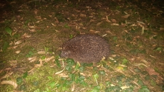 Erinaceus europaeus