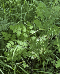 Thalictrum sparsiflorum richardsonii