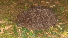Erinaceus europaeus