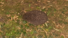 Erinaceus europaeus