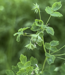 Thalictrum sparsiflorum richardsonii