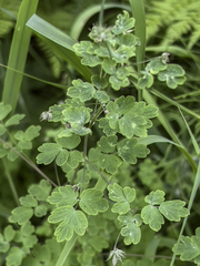 Thalictrum sparsiflorum richardsonii