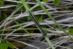 Coenagrion resolutum