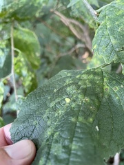 Celticecis pyriformis