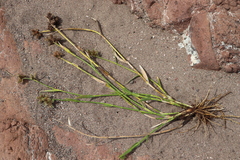Fuirena simplex simplex