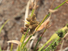 Fuirena simplex simplex