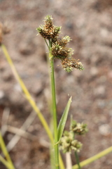 Fuirena simplex simplex