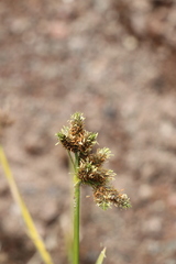Fuirena simplex simplex