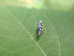 Graphocephala flavovittata