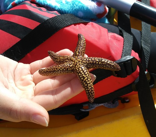 Echinaster sentus