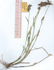 Fuirena simplex simplex