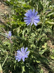 Cichorium intybus
