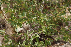 Alnus oblongifolia